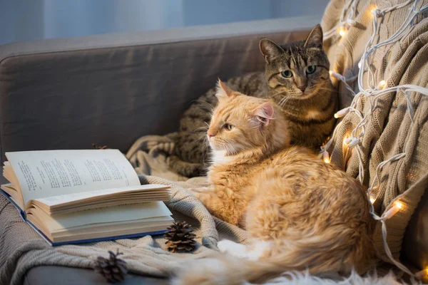 Две кошки лежат на диване с книгой дома — стоковое фото