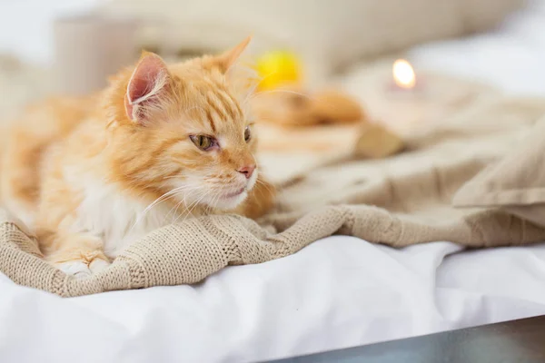 Κόκκινο τιγρέ γάτα ξαπλωμένη σε κουβέρτα στο σπίτι το χειμώνα — Φωτογραφία Αρχείου