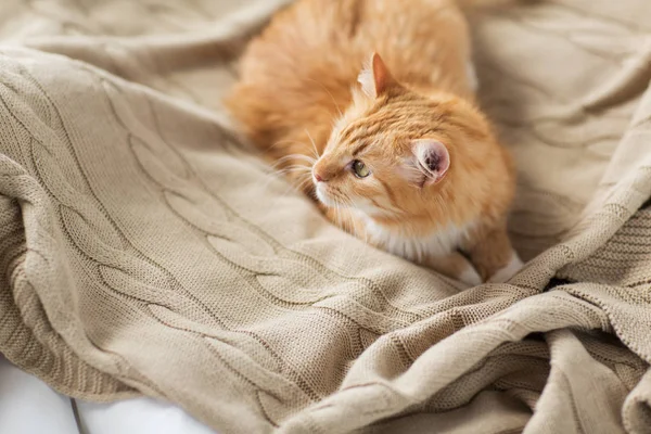 Červené mourovatá kočka ležela na dece u vás doma v zimě — Stock fotografie