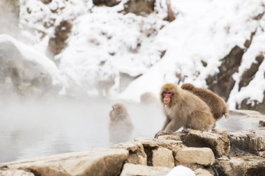 japanese macaques or snow monkeys in hot spring clipart
