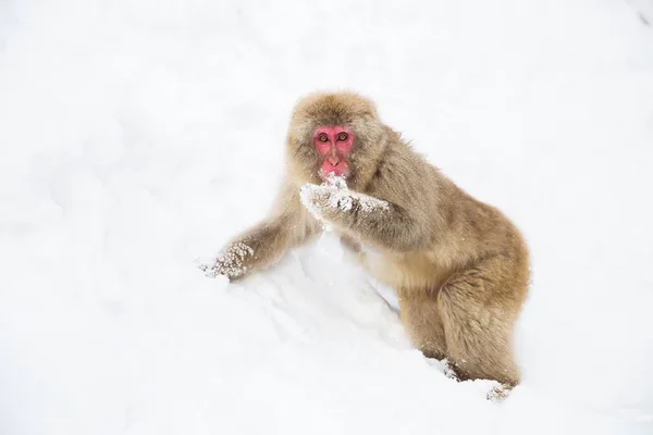 Ιαπωνική macaque ή μαϊμού ψάχνοντας φαγητό στο χιόνι — Φωτογραφία Αρχείου