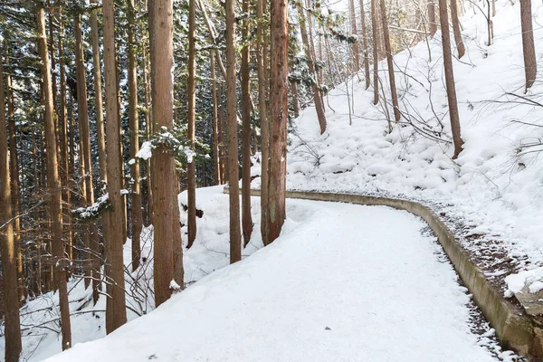 Sněhové cesty v zimním lese, Japonsko — Stock fotografie