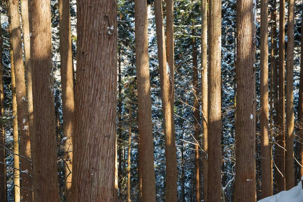 Winter forest in japan — Stock Photo, Image