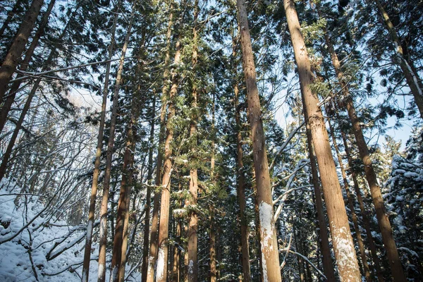 Зимовий ліс в Японії Стокова Картинка