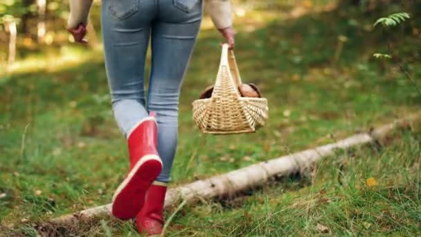 Young woman picking mushrooms in autumn forest — Stock Video