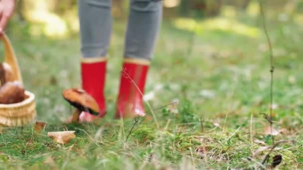 Young woman picking mushrooms in autumn forest — Stock Video