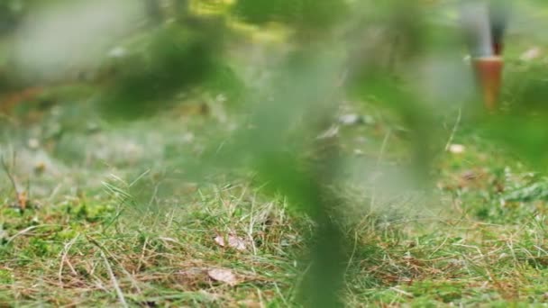 Mujer joven recogiendo setas en el bosque de otoño — Vídeo de stock