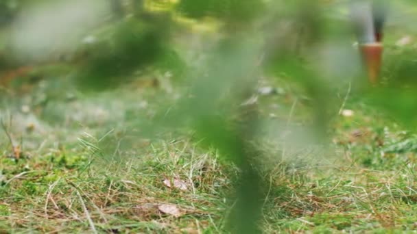 Jovem mulher pegando cogumelos na floresta de outono — Vídeo de Stock