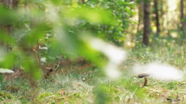 Bouchon brun bolet ou champignon dans la forêt d'automne — Video