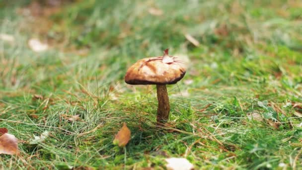 Berretto marrone boletus o fungo nella foresta autunnale — Video Stock