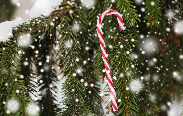 Juguete de Navidad de bastón de caramelo en rama de abeto —  Fotos de Stock