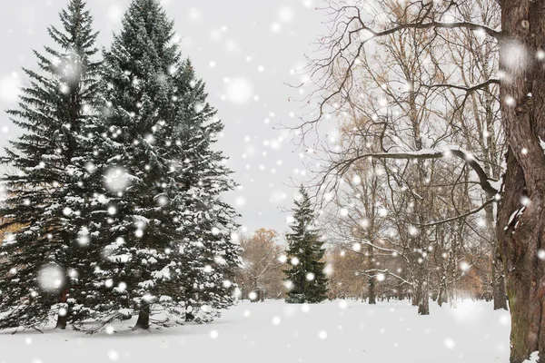 Зимний лес или парк с елками и снегом — стоковое фото
