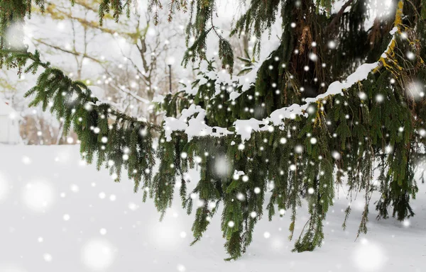 Fenyő ága és a hó a téli erdő Jogdíjmentes Stock Fotók