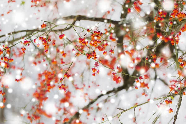Orsó vagy euonymus ág gyümölcsöt télen — Stock Fotó
