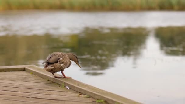 Pato selvagem pulando do berço de madeira para o lago — Vídeo de Stock