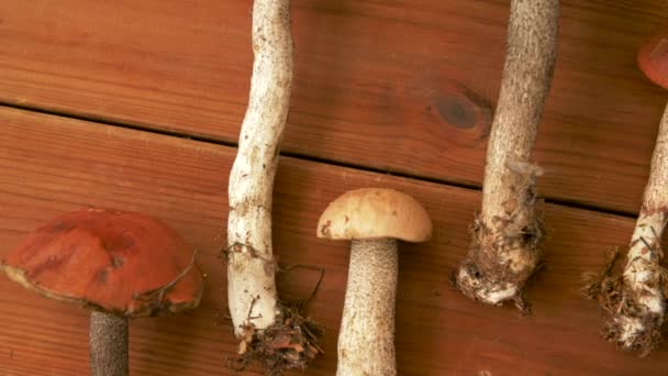 Bruine kap boletus champignons op houten ondergrond — Stockvideo