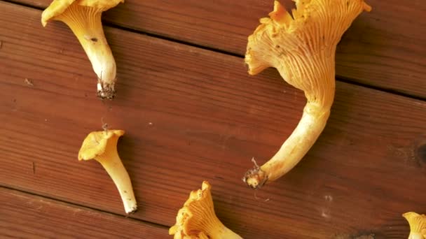 Chanterelles on wooden background — Stock Video