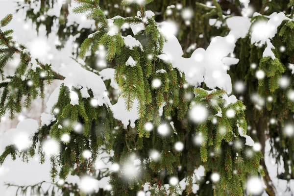 전나무 지점 및 눈 겨울 숲에서 — 스톡 사진