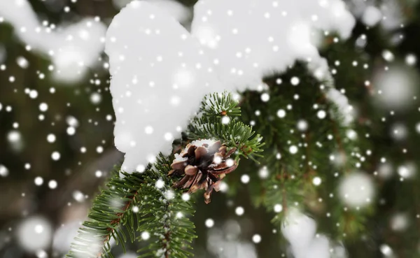 Tannenzweig mit Schnee und Zapfen im Winterwald — Stockfoto