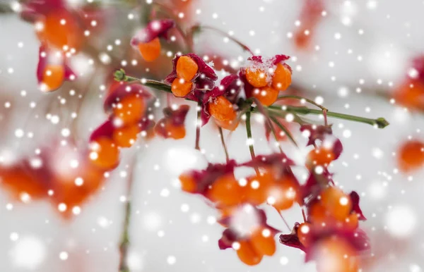 Eixo ou ramo euonymus com frutos no inverno — Fotografia de Stock