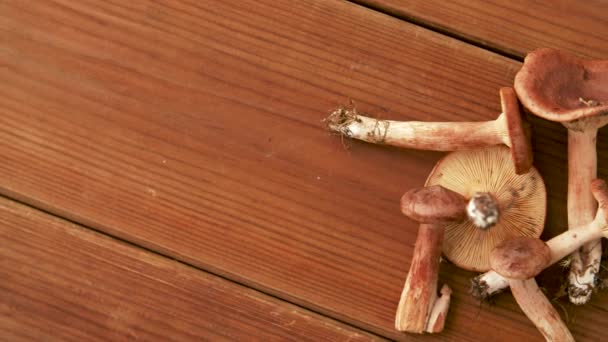 Lactarius rufus Pilze auf Holzgrund — Stockvideo