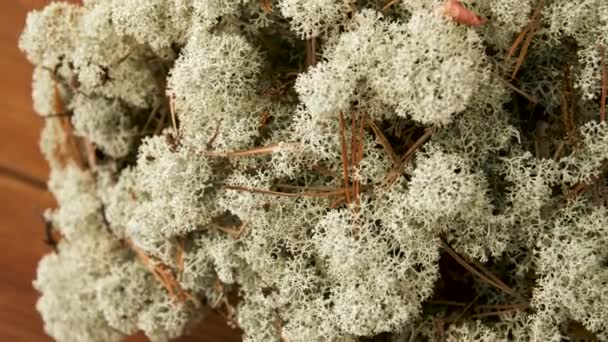 Close up of reindeer lichen moss — Stock Video