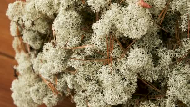 Gros plan de mousse de lichen de renne — Video