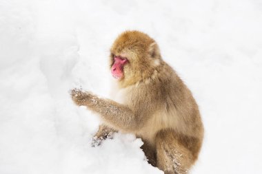 japanese macaque or monkey searching food in snow clipart