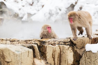 japanese macaques or snow monkeys in hot spring clipart
