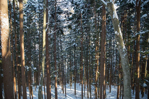 Forêt d'hiver au Japon — Photo