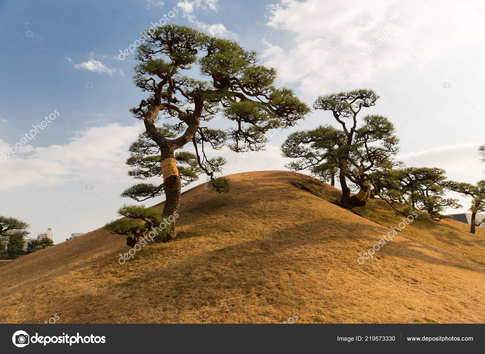 Pine Trees At Hamarikyu Gardens Park In Tokyo Stock Photo