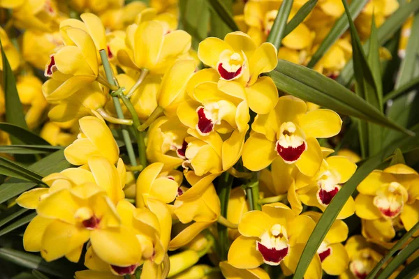 Flores amarelas bonitas da orquídea — Fotografia de Stock