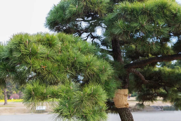 Πεύκα στο hamarikyu gardens park στο Τόκιο — Φωτογραφία Αρχείου