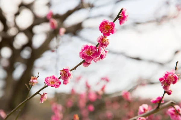 Close up van mooie sakura boom bloesems — Stockfoto