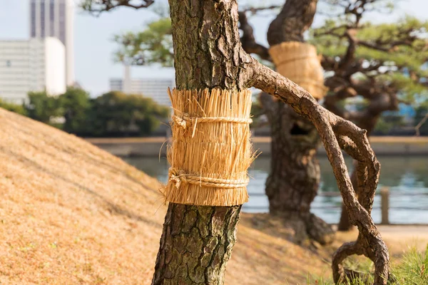 Vicino di pino al parco di giardini hamarikyu — Foto Stock