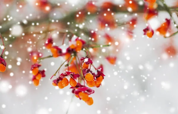Spindeln eller euonymus gren med frukter på vintern — Stockfoto