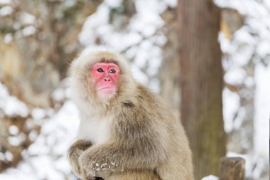 japanese macaque or snow monkey at jigokudan park clipart