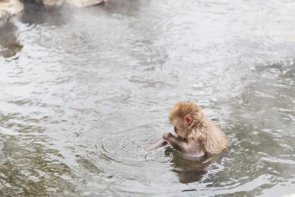 Macaco japonês ou macaco de neve na primavera quente — Fotografia de Stock