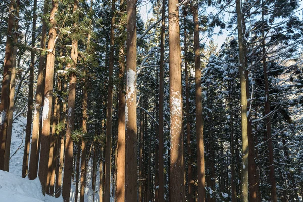 Forêt d'hiver au Japon — Photo