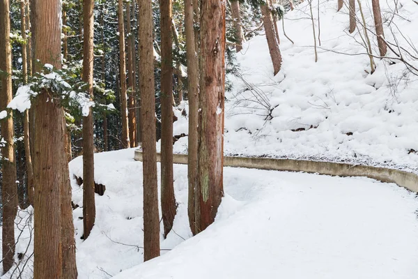 Sněhové cesty v zimním lese, Japonsko — Stock fotografie