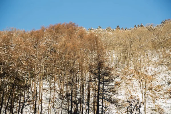 Forêt d'hiver au Japon — Photo