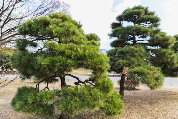 Pinos en el parque de jardines hamarikyu en tokyo — Foto de Stock