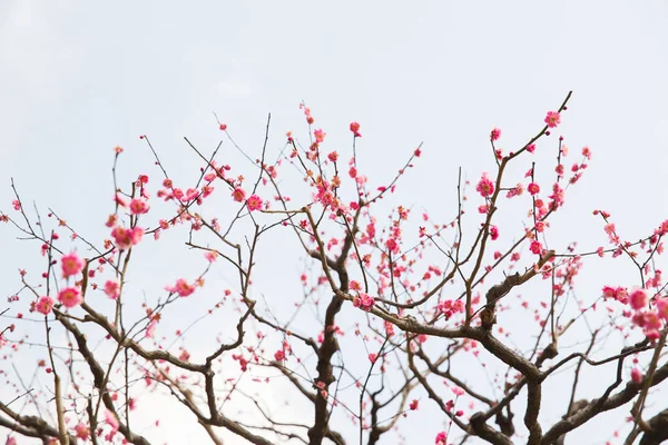 Close up van mooie sakura boom bloesems — Stockfoto