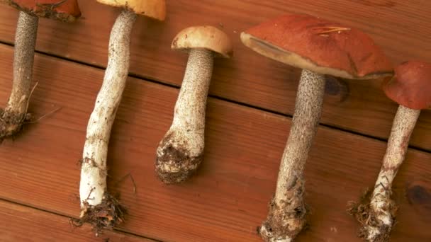 Funghi porcini berretto marrone su sfondo di legno — Video Stock