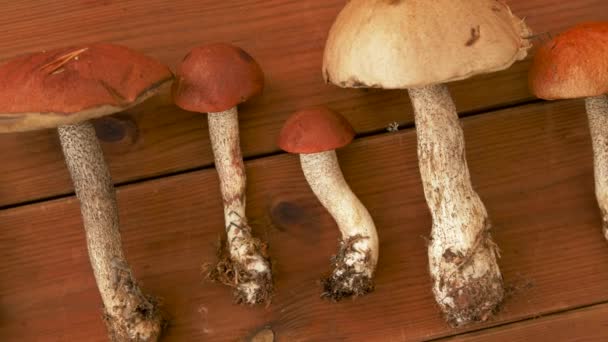 Marrom boné boleto cogumelos no fundo de madeira — Vídeo de Stock