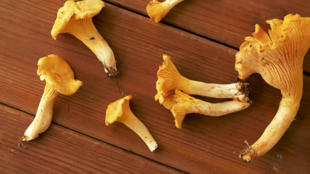 Chanterelles on wooden background — Stock Video