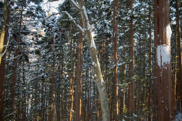 Forêt d'hiver au Japon — Photo