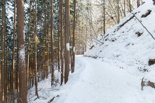 Piste de neige dans la forêt d'hiver, Japon — Photo