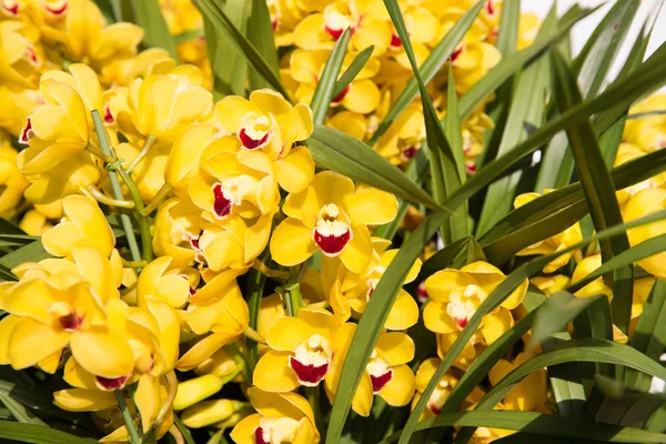 Flores amarelas bonitas da orquídea — Fotografia de Stock