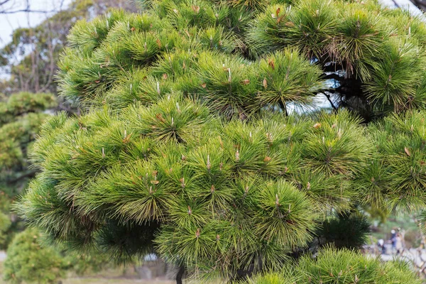 Primo piano del ramo verde di pino — Foto Stock